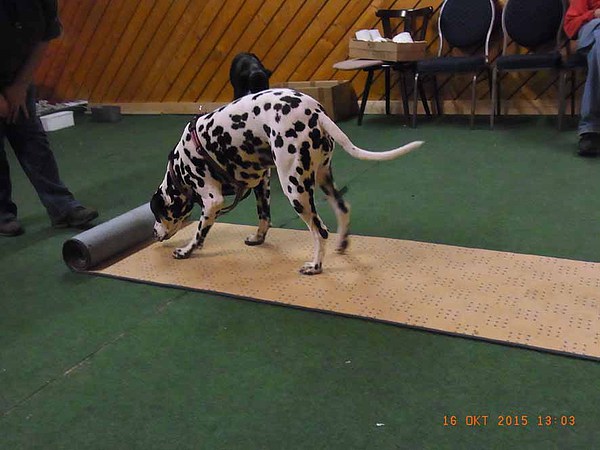 med_Teppichrolle - Fleckerl3.jpg (600 x 450)